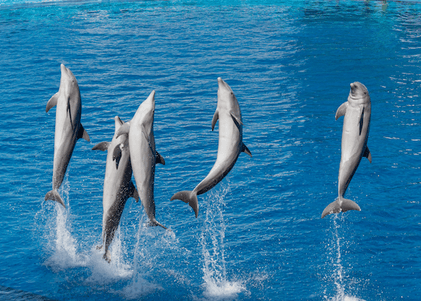 Dolphin and snorkeling adventures